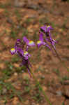 Moroccan toadflax